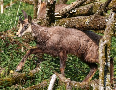 Apennine Chamois, Rupicapra pyrenaica ornata, İtalya 'daki Abruzzo-Lazio-Molise Ulusal Parkı ve İspanya' daki Pireneler 'de yaşamaktadır.