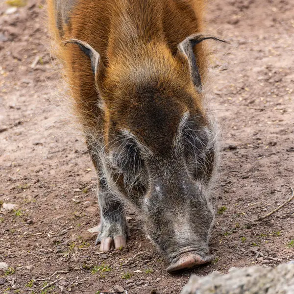 Kızıl nehir domuzu, Potamochoerus porcus, ayrıca çalı domuzu olarak da bilinir. Bu domuzun yer altında yiyecek bulmak için keskin bir koku alma duyusu var..
