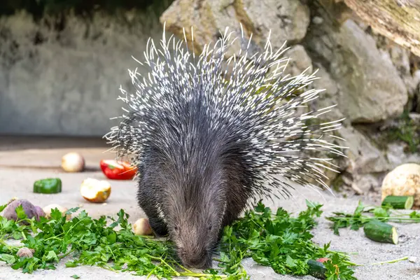 Hint armalı kirpi (