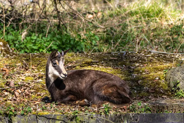 Apennine Chamois, Rupicapra pyrenaica ornata, İtalya 'daki Abruzzo-Lazio-Molise Ulusal Parkı ve İspanya' daki Pireneler 'de yaşamaktadır.