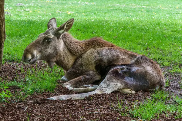 Avrupa geyiği, Alces alces, geyik olarak da bilinir. Vahşi yaşam hayvanı.