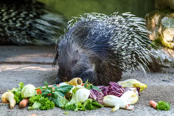 Hint armalı kirpi (