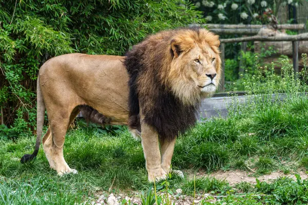 Aslan, Panthera leo, Panthera cinsindeki dört büyük kediden biridir ve Felidae familyasının bir üyesidir..