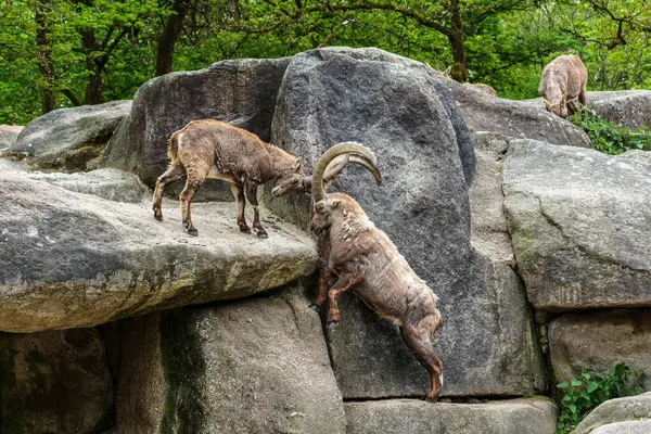 İki dağ keçisi dişilerin ve bölgelerin üzerinde kafa kafaya çarpışır. Avrupa Alpleri 'nin dağlarında yaşayan vahşi bir keçi türü..