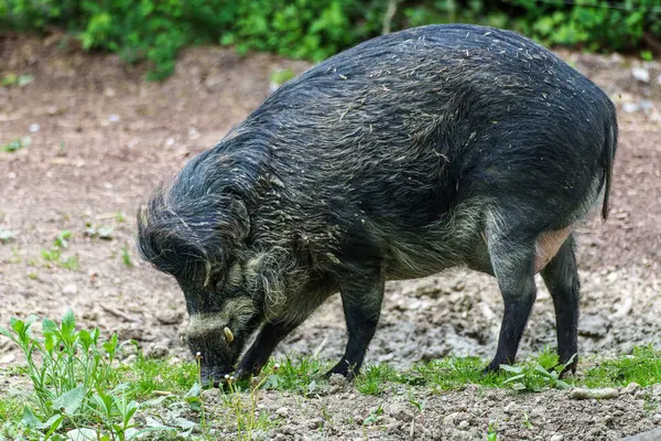 Visayan siğil domuzu Sus cebifrons, Sus cinsinde soyu tükenmekte olan bir domuz türüdür. Filipinler 'in orta kesimindeki Visayan Adaları' na endemiktir..