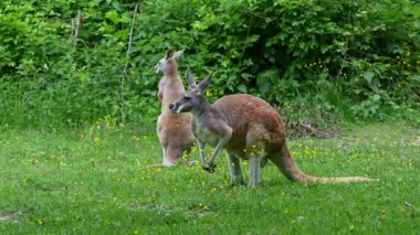 Kırmızı kanguru, Macropus Rufus tüm kanguruların en büyüğü, Avustralya 'ya özgü en büyük karasal memeli ve mevcut en büyük keseli hayvandır..