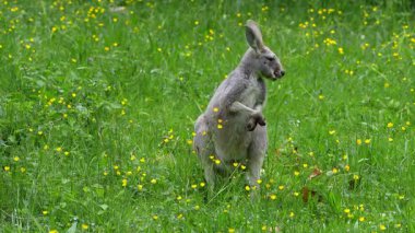 Kırmızı kanguru, Macropus Rufus tüm kanguruların en büyüğü, Avustralya 'ya özgü en büyük karasal memeli ve mevcut en büyük keseli hayvandır..