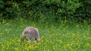 Kırmızı kanguru, Macropus Rufus tüm kanguruların en büyüğü, Avustralya 'ya özgü en büyük karasal memeli ve mevcut en büyük keseli hayvandır..