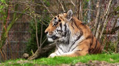 Sibirya kaplanı, Panthera tigris altaica dünyanın en büyük kedisidir.