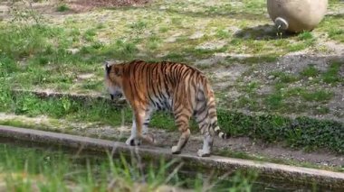 Sibirya kaplanı, Panthera tigris altaica dünyanın en büyük kedisidir.