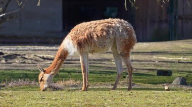 Vicunas, Vicugna Vicugna, And Dağları 'nın yüksek dağlık bölgelerinde yaşayan lama' nın akrabaları.
