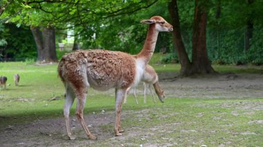 Vicunas, Vicugna Vicugna, And Dağları 'nın yüksek dağlık bölgelerinde yaşayan lama' nın akrabaları.