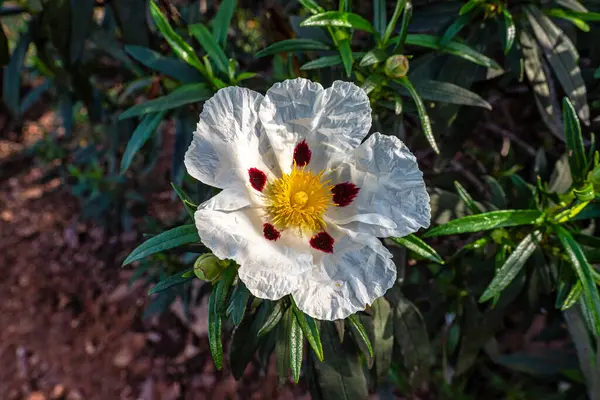 Cistus ladanifer, Rockrose çiçekleri veya Portekiz, Vilarinha 'daki Vale Fuzeiros Arkeoloji Pisti' nde Labdanum. Kistaceae familyasının yabani çiçekleri..