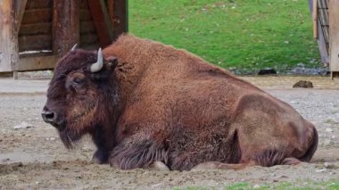 Bizon ya da bizon, bir zamanlar Kuzey Amerika 'da geniş sürüler halinde yaşayan bir bizon türüdür.. 
