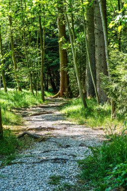 Dünya Ormanı 'nda yürüyüş yapan Weltwald, Bavyera, Almanya' da Münih yakınlarında Freising 'de. Kranzberger Ormanı 'nda dünyanın dört bir yanından ağaçlar toplanıyor.