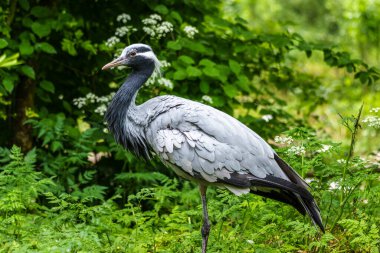 Demokiselle Crane ve Anthropoides başak kuşları gün boyunca açık yeşil çayırlarda yaşarlar. Orta Avrupa 'da bulunan bir turna türüdür.
