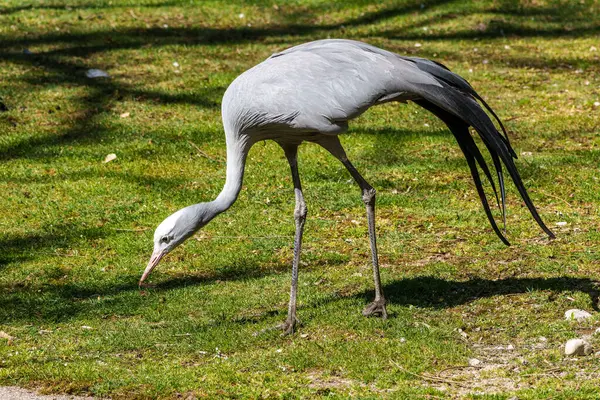 Grus paradisea, Güney Afrika 'ya özgü nesli tükenmekte olan bir kuş türü. Güney Afrika 'nın ulusal kuşudur.