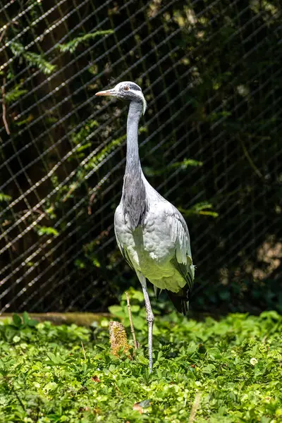 Demokiselle Crane ve Anthropoides başak kuşları gün boyunca açık yeşil çayırlarda yaşarlar. Orta Avrupa 'da bulunan bir turna türüdür.