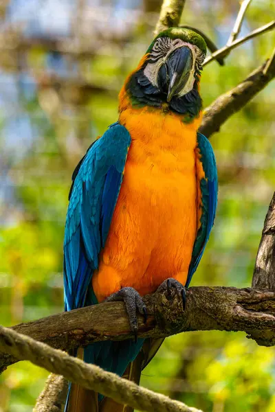 Mavi ve sarı papağan, Ara aratyası, mavi ve altın papağanı olarak da bilinir, çoğunlukla mavi üst kısımları ve açık turuncu alt kısımları olan büyük bir Güney Amerika papağanıdır.