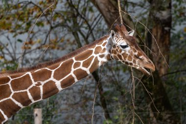 Zürafa, Giraffa camelopardalis, Afrika 'da yaşayan tek ayak parmaklı tek parmaklı, yaşayan en uzun canlı hayvan türüdür..