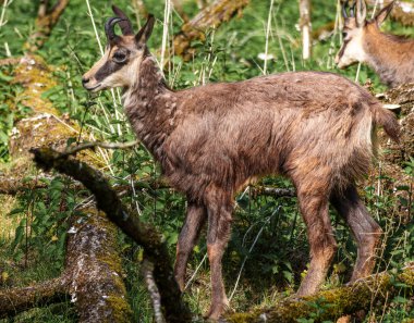 Apennine Chamois, Rupicapra pyrenaica ornata, İtalya 'daki Abruzzo-Lazio-Molise Ulusal Parkı ve İspanya' daki Pireneler 'de yaşamaktadır.