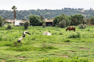 Büyüleyici Beyaz Leylekler, Portekiz 'in Algarve bölgesindeki Odiaxere' de Ciconia ciconia..