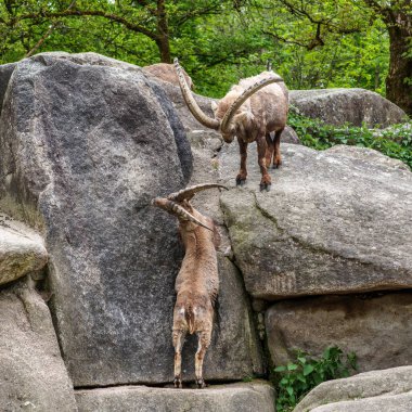 İki dağ keçisi dişilerin ve bölgelerin üzerinde kafa kafaya çarpışır. Avrupa Alpleri 'nin dağlarında yaşayan vahşi bir keçi türü..