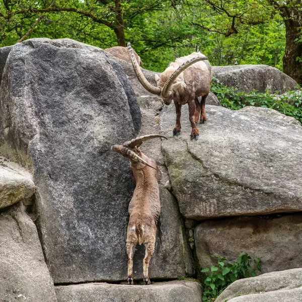 İki dağ keçisi dişilerin ve bölgelerin üzerinde kafa kafaya çarpışır. Avrupa Alpleri 'nin dağlarında yaşayan vahşi bir keçi türü..