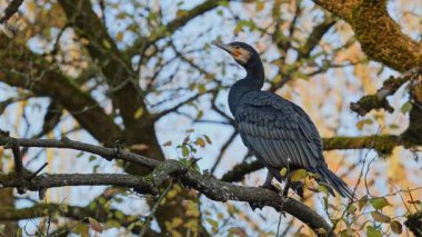 Kuzey yarımküre boyunca büyük siyah karabatak olarak bilinen büyük karabatak, Avustralya 'daki siyah karabatak ve Yeni Zelanda' nın daha güneyindeki siyah karabatak