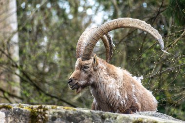 Erkek dağ keçisi - Avrupa Alplerinde yaşayan bir kayanın üzerindeki kapra dağ keçisi