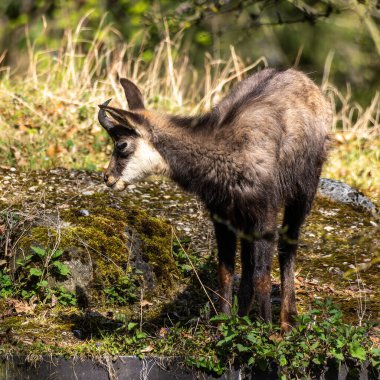 Apennine Chamois, Rupicapra pyrenaica ornata, İtalya 'daki Abruzzo-Lazio-Molise Ulusal Parkı ve İspanya' daki Pireneler 'de yaşamaktadır.