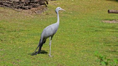 Grus paradisea, Güney Afrika 'ya özgü nesli tükenmekte olan bir kuş türü. Güney Afrika 'nın ulusal kuşudur.