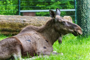 Avrupa geyiği, Alces alces, geyik olarak da bilinir. Vahşi yaşam hayvanı.