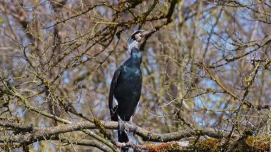 Kuzey yarımküre boyunca büyük siyah karabatak olarak bilinen büyük karabatak, Avustralya 'daki siyah karabatak ve Yeni Zelanda' nın daha güneyindeki siyah karabatak
