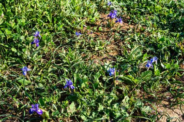 Violet Iris xiphium, Portekiz 'in Algarve sahilinde İspanyol iris olarak bilinir. İspanya ve Portekiz 'e özgü bir göz..