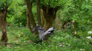 Demokiselle Crane ve Anthropoides başak kuşları gün boyunca açık yeşil çayırlarda yaşarlar. Orta Avrupa 'da bulunan bir turna türüdür.