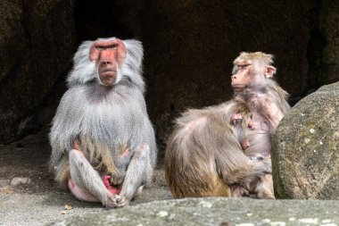 Hamadryas babunu, papio hamadryas, yan yana oturup birbirlerini tımar ediyorlar. Papio hamadryas bir babun türüdür.