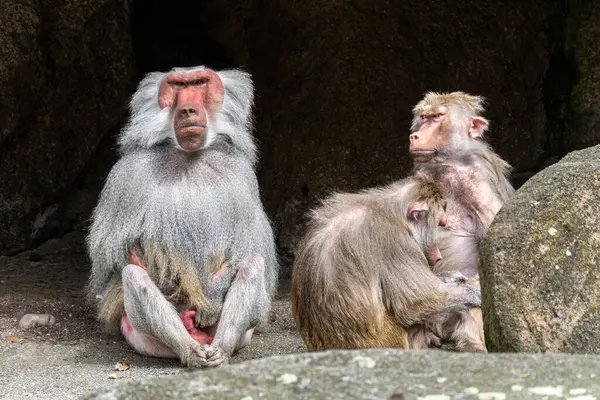 Hamadryas babunu, papio hamadryas, yan yana oturup birbirlerini tımar ediyorlar. Papio hamadryas bir babun türüdür.