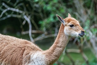 Vicunas, Vicugna Vicugna, And Dağları 'nın yüksek dağlık bölgelerinde yaşayan lama' nın akrabaları.