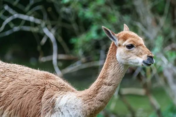 Vicunas, Vicugna Vicugna, And Dağları 'nın yüksek dağlık bölgelerinde yaşayan lama' nın akrabaları.