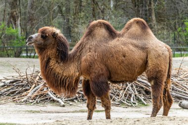 Bactrian develeri (Camelus bactrianus), Orta Asya 'nın bozkırlarına özgü büyük, tek ayak parmaklı bir bakteridir. Bactrian devesinin sırtında iki hörgücü vardır.