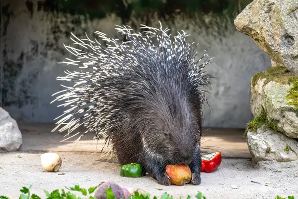 Hint armalı kirpi (