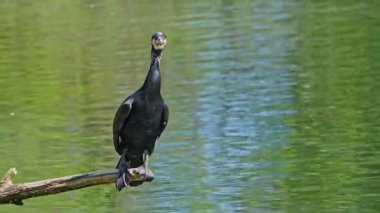 Kuzey yarımküre boyunca büyük siyah karabatak olarak bilinen büyük karabatak, Avustralya 'daki siyah karabatak ve Yeni Zelanda' nın daha güneyindeki siyah karabatak