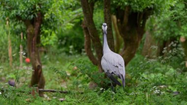 Demokiselle Crane ve Anthropoides başak kuşları gün boyunca açık yeşil çayırlarda yaşarlar. Orta Avrupa 'da bulunan bir turna türüdür.