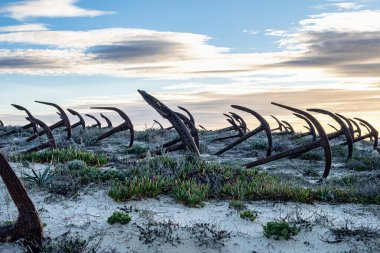 Portekiz, Algarve, Tavira 'daki Praia do Barril plajındaki Anchor Mezarlığı' nın sahilindeki paslı eski çapalar.