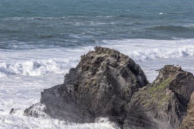 Yuvalarındaki beyaz leylekler, Portekiz 'in Algarve eyaletinin Ohexe sahilindeki bir uçurumda..
