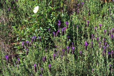 Lavandula stoechas, İspanyol lavantası ya da üst ya da Fransız lavantası Vale Fuzeiros, Vilarinha, Algarve, Portekiz 'deki arkeolojik devrede..