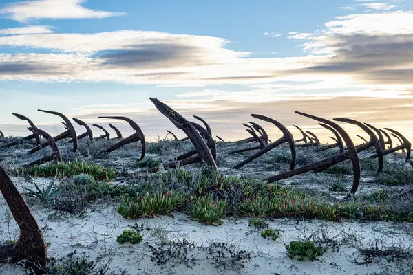 Portekiz, Algarve, Tavira 'daki Praia do Barril plajındaki Anchor Mezarlığı' nın sahilindeki paslı eski çapalar.
