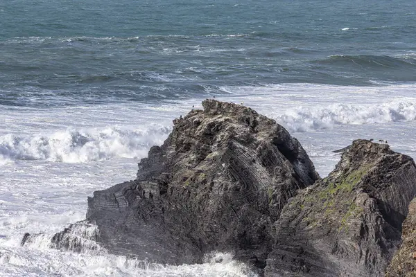 Yuvalarındaki beyaz leylekler, Portekiz 'in Algarve eyaletinin Ohexe sahilindeki bir uçurumda..
