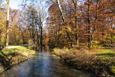 Münih 'in ünlü dinlenme yeri Englischer Garten' da altın sonbahar manzarası. Düşmüş yaprakları ve altın güneş ışığı olan İngiliz bahçesi. Münih, Bavyera, Almanya